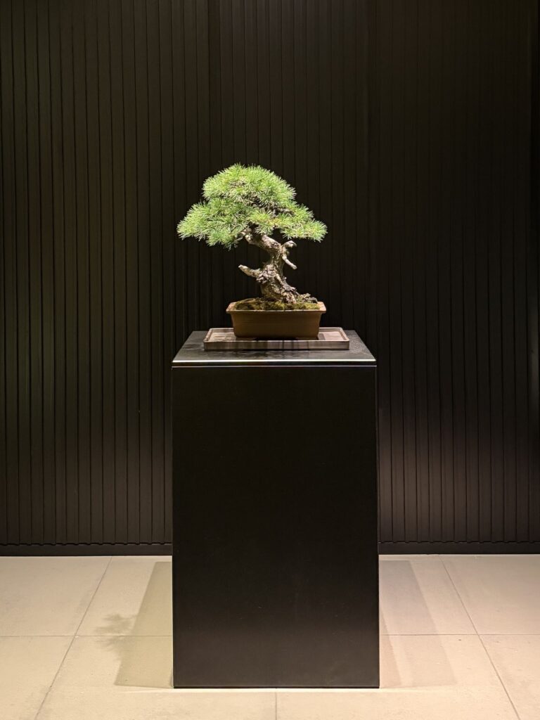 館内に飾られた盆栽のアート
